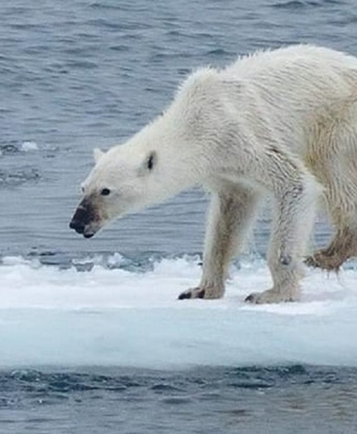 Il Pianeta al collasso: 1 milione le specie di animali a rischio scomparsa-prima parte